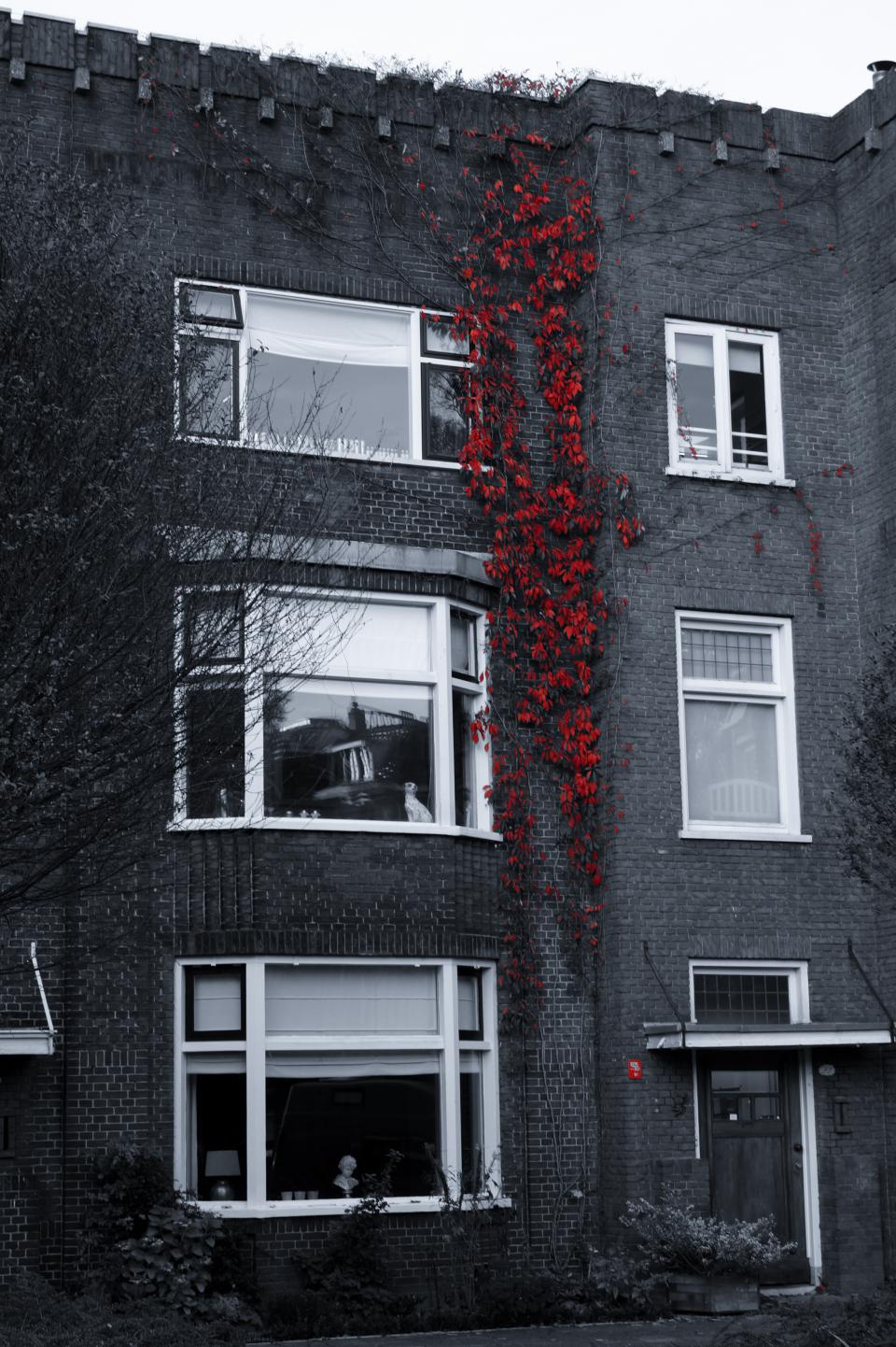 Windows vines red building bricks apartment 