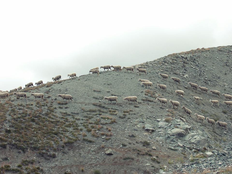 wild sheep rocks mountain dirt animals 