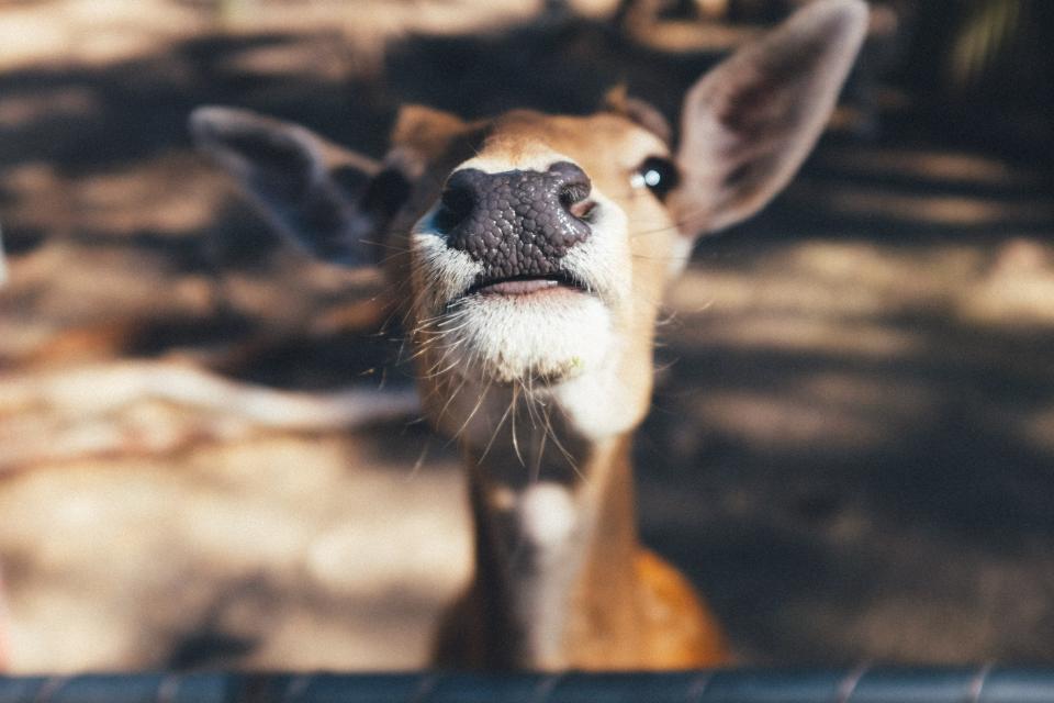 Nose deer animal 