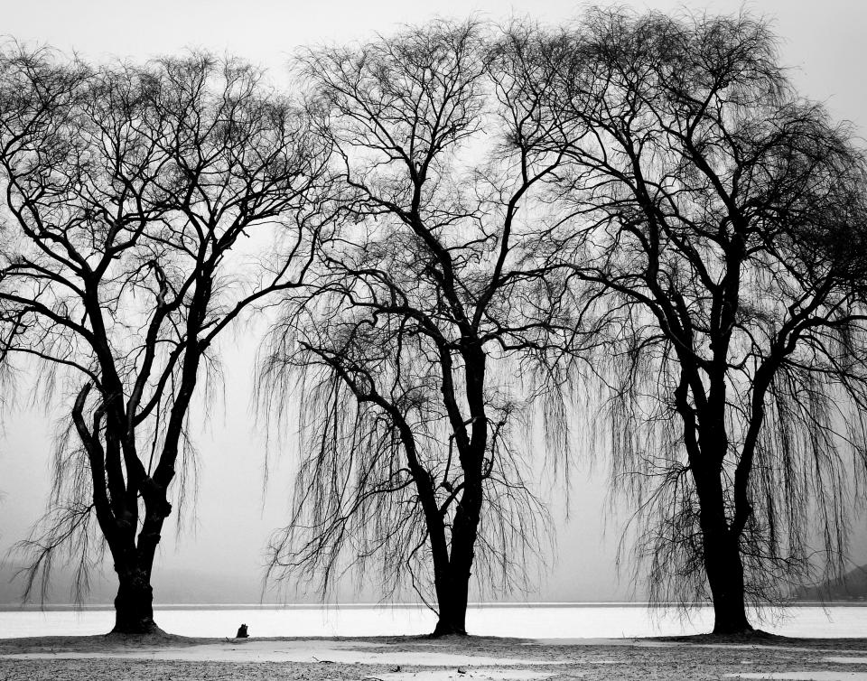 water trees blackandwhite 