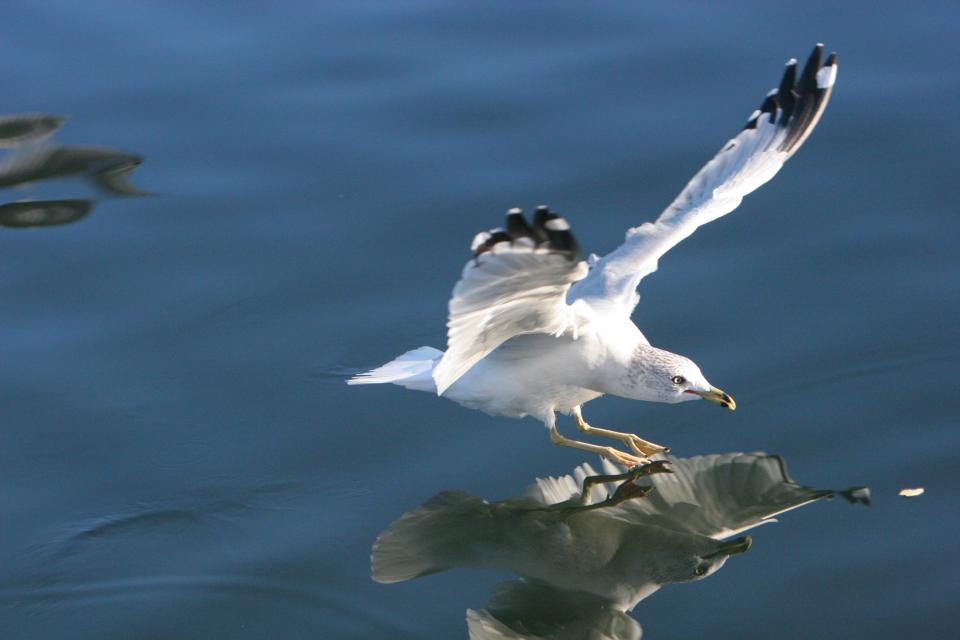 wings water seagull reflection flying bird beak 