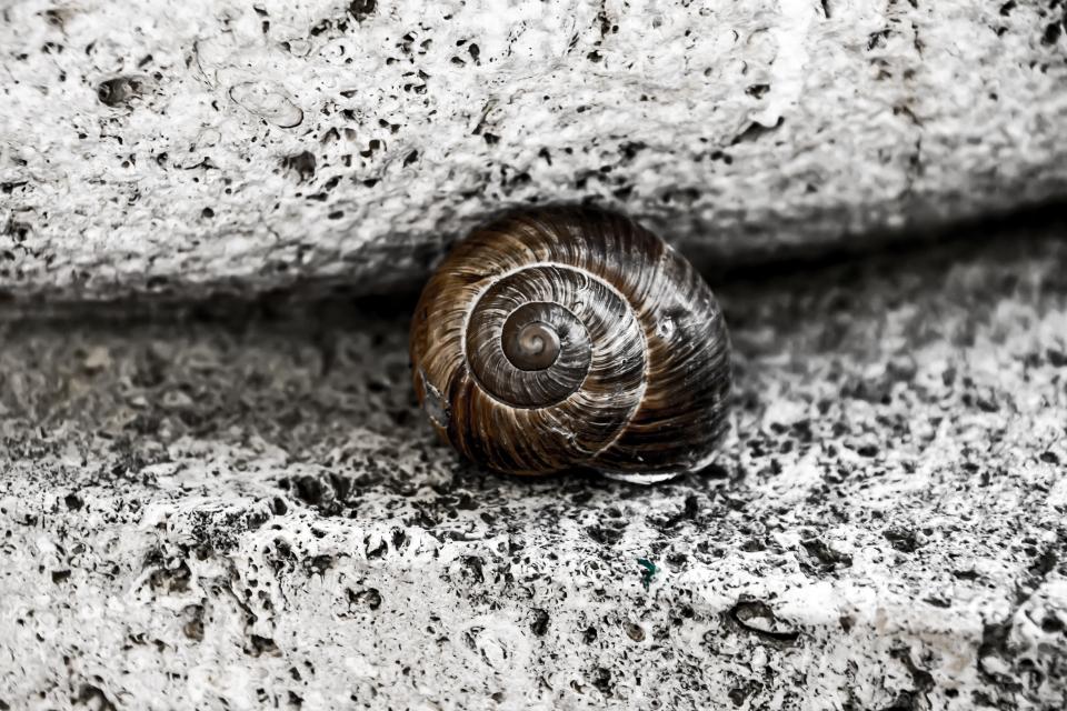 snail slug 