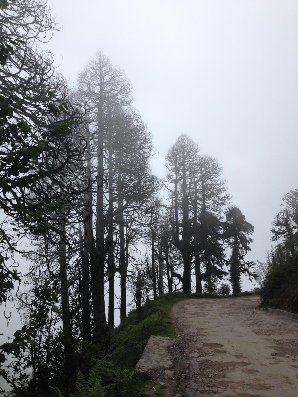 trees sky road haze grey fog dirt 