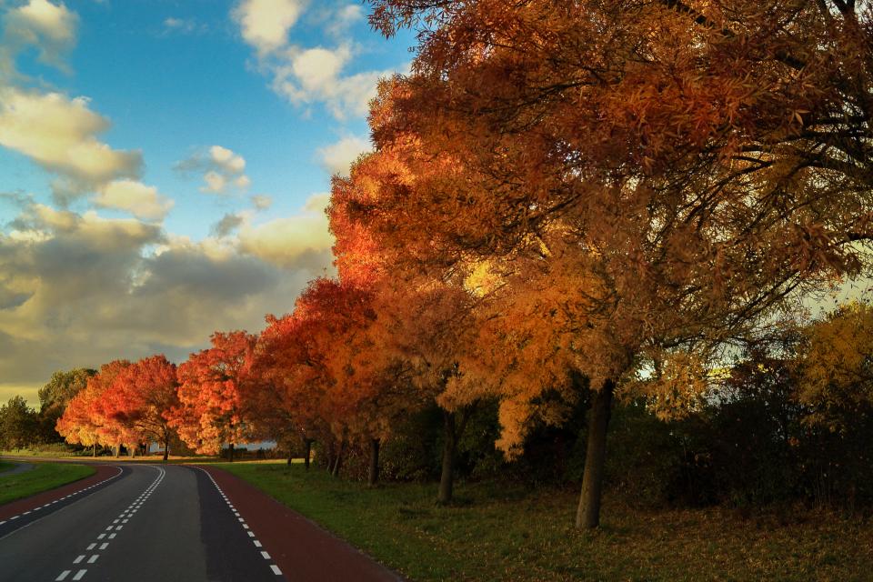 trees sky rural road leaves Fall colors autumn 