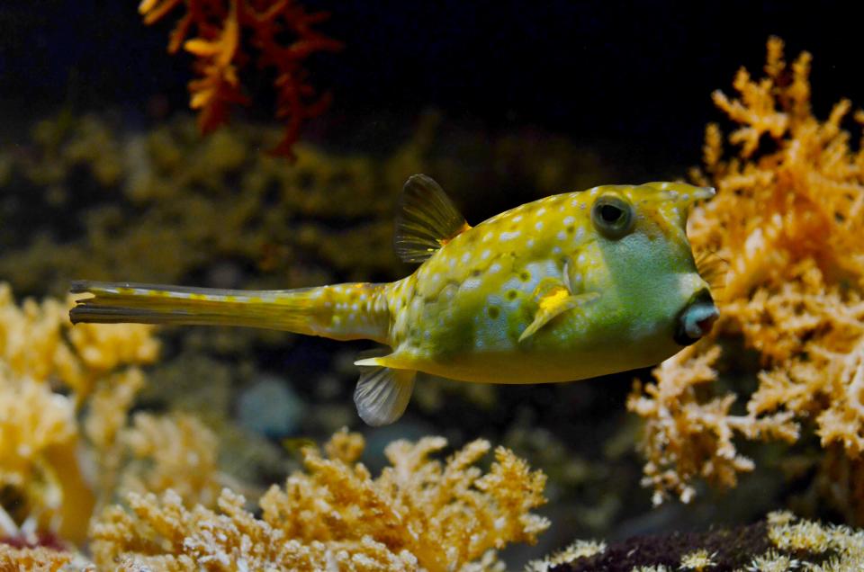 underwater sea pufferfish bubblefish blowfish 
