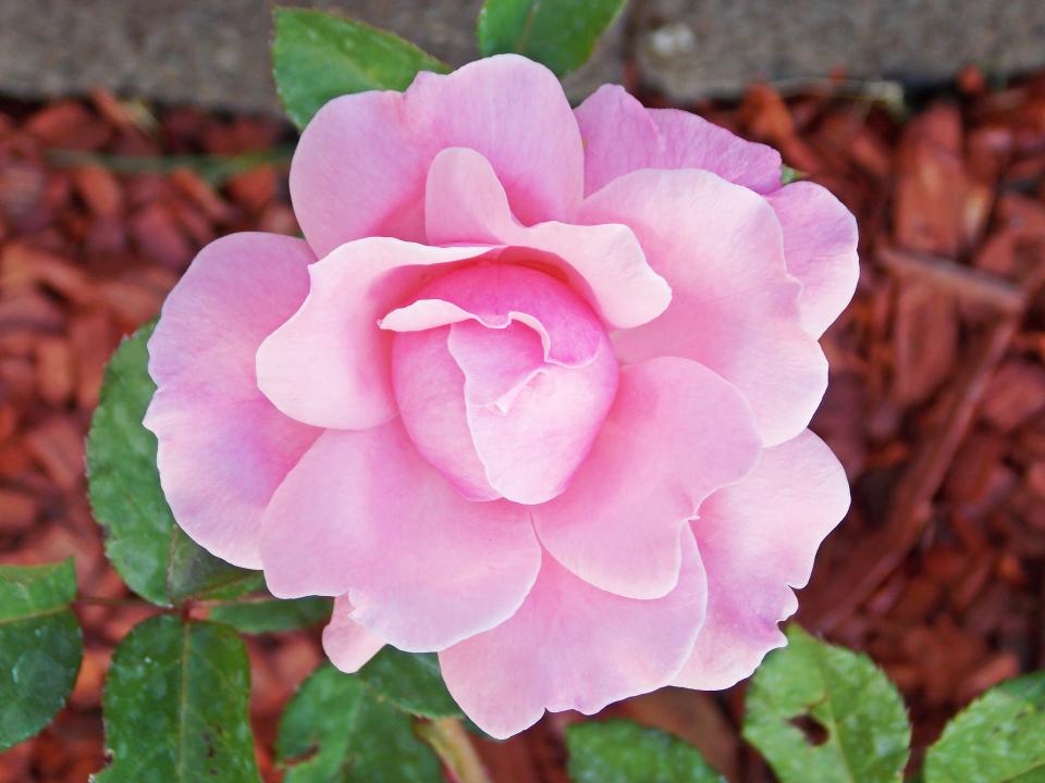 pink garden flower 