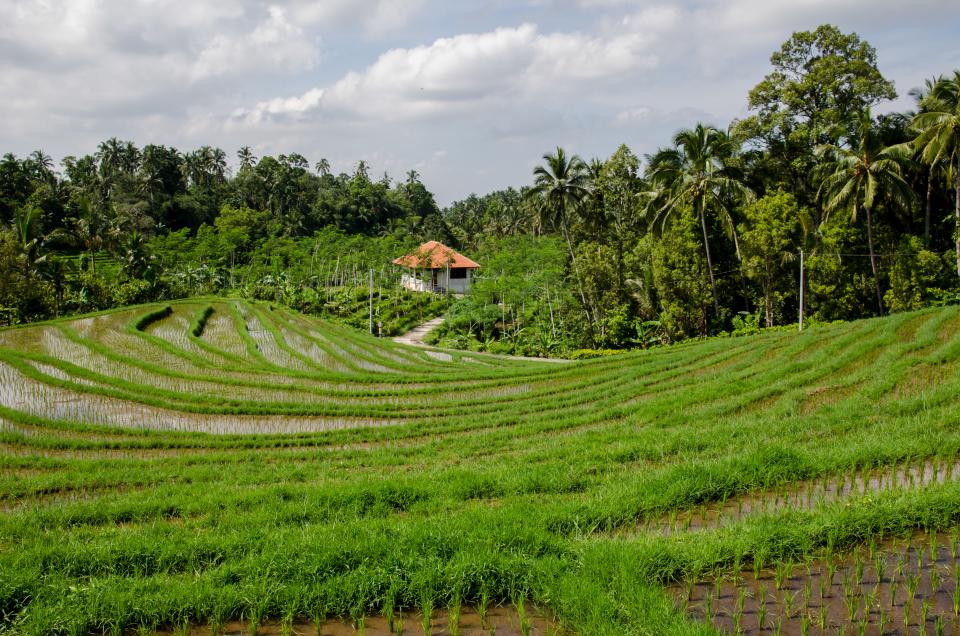 tropical trees rural rice paddyfield nature green agriculture 