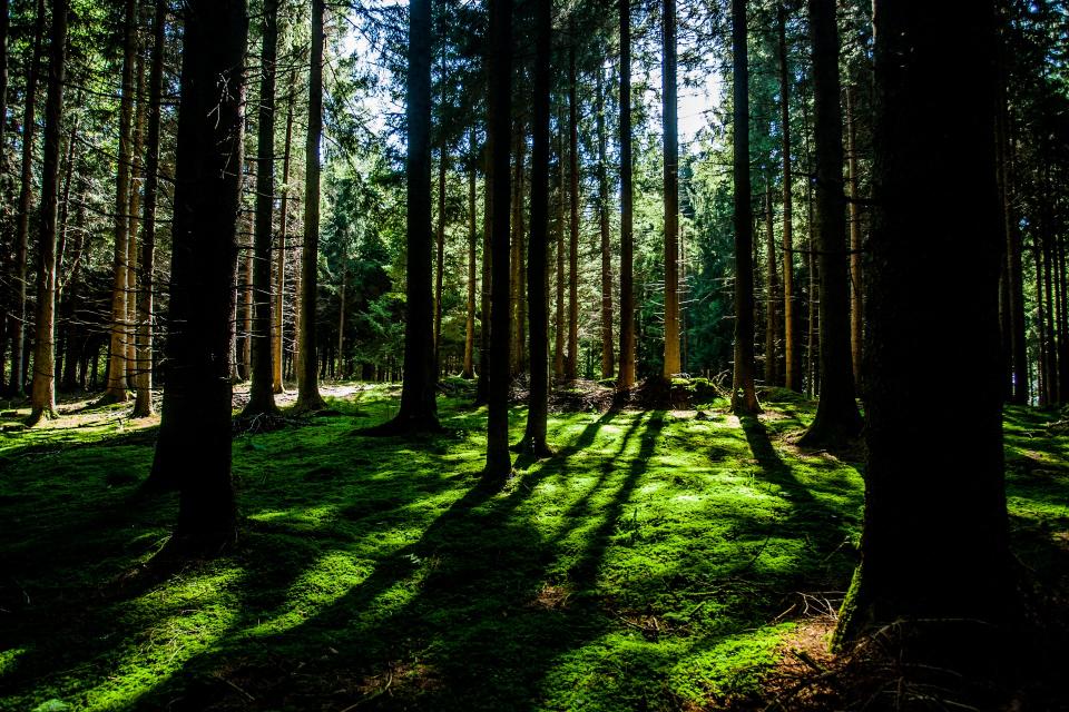 woods treetrunks trees sunlight shadows green grass forest branches bark 