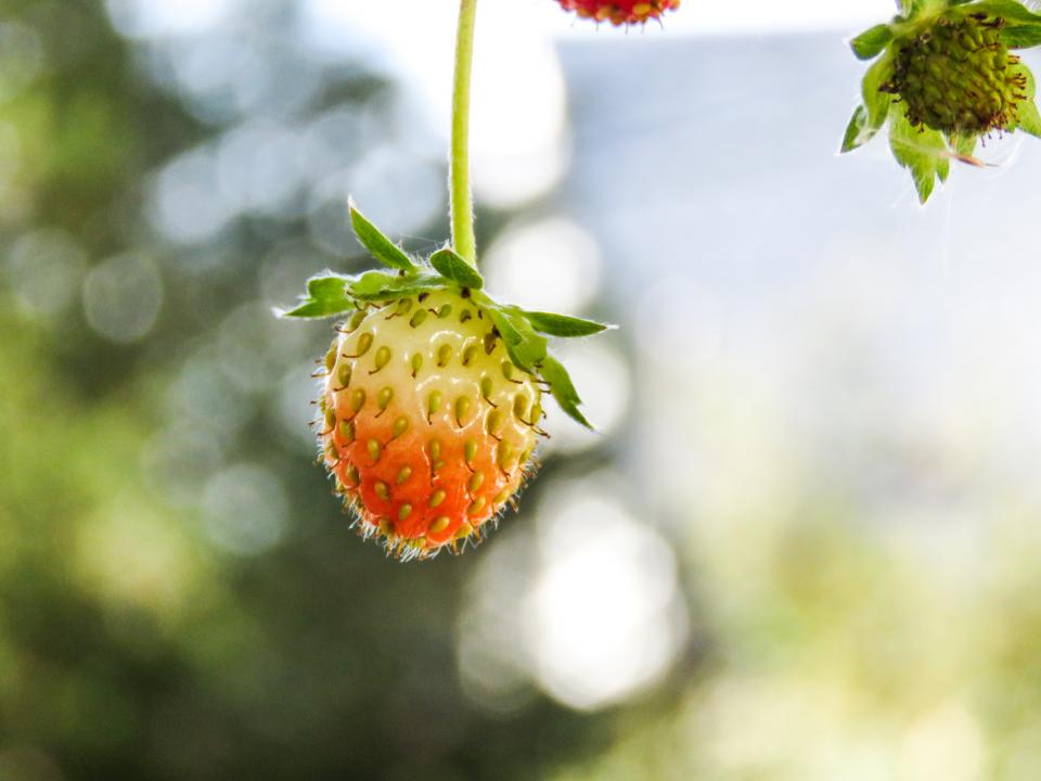 strawberries plants 