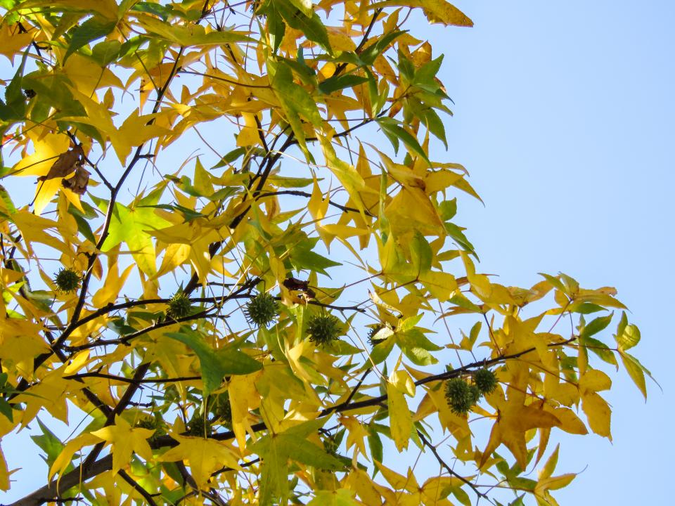 yellow tree leaves green branches autumn 