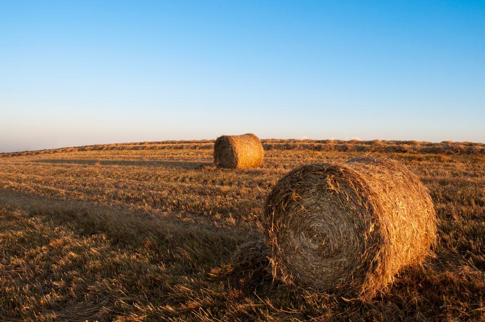 rural hay harvesting fields farming country bales 