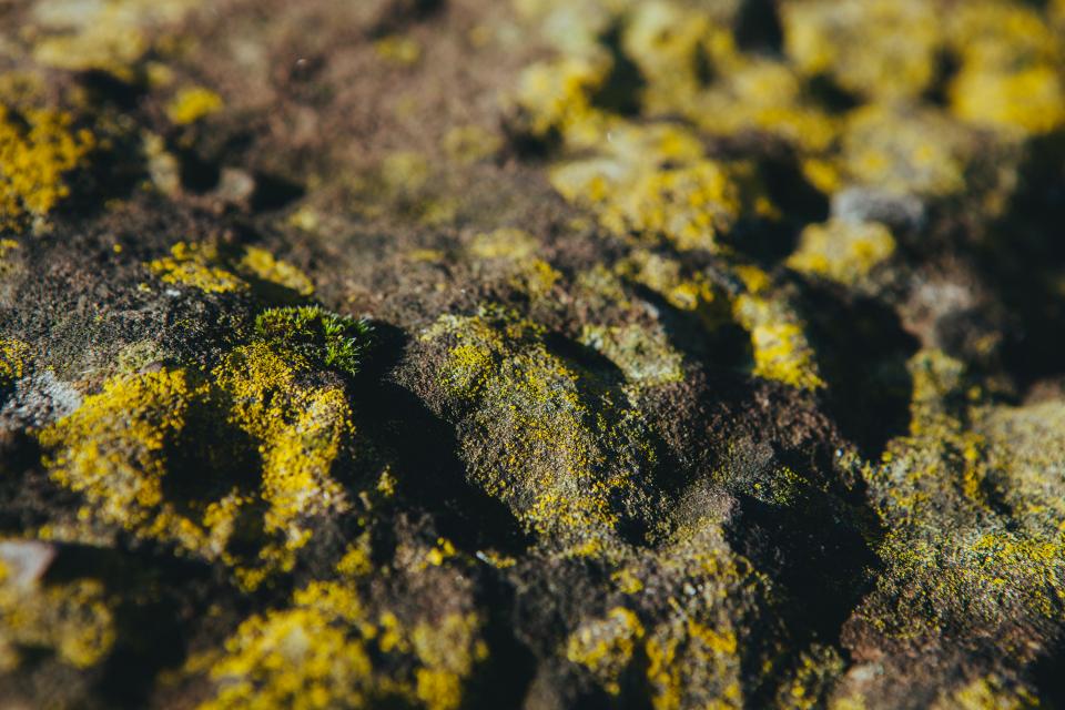 nature moss 