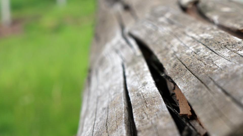 wood texture bark 
