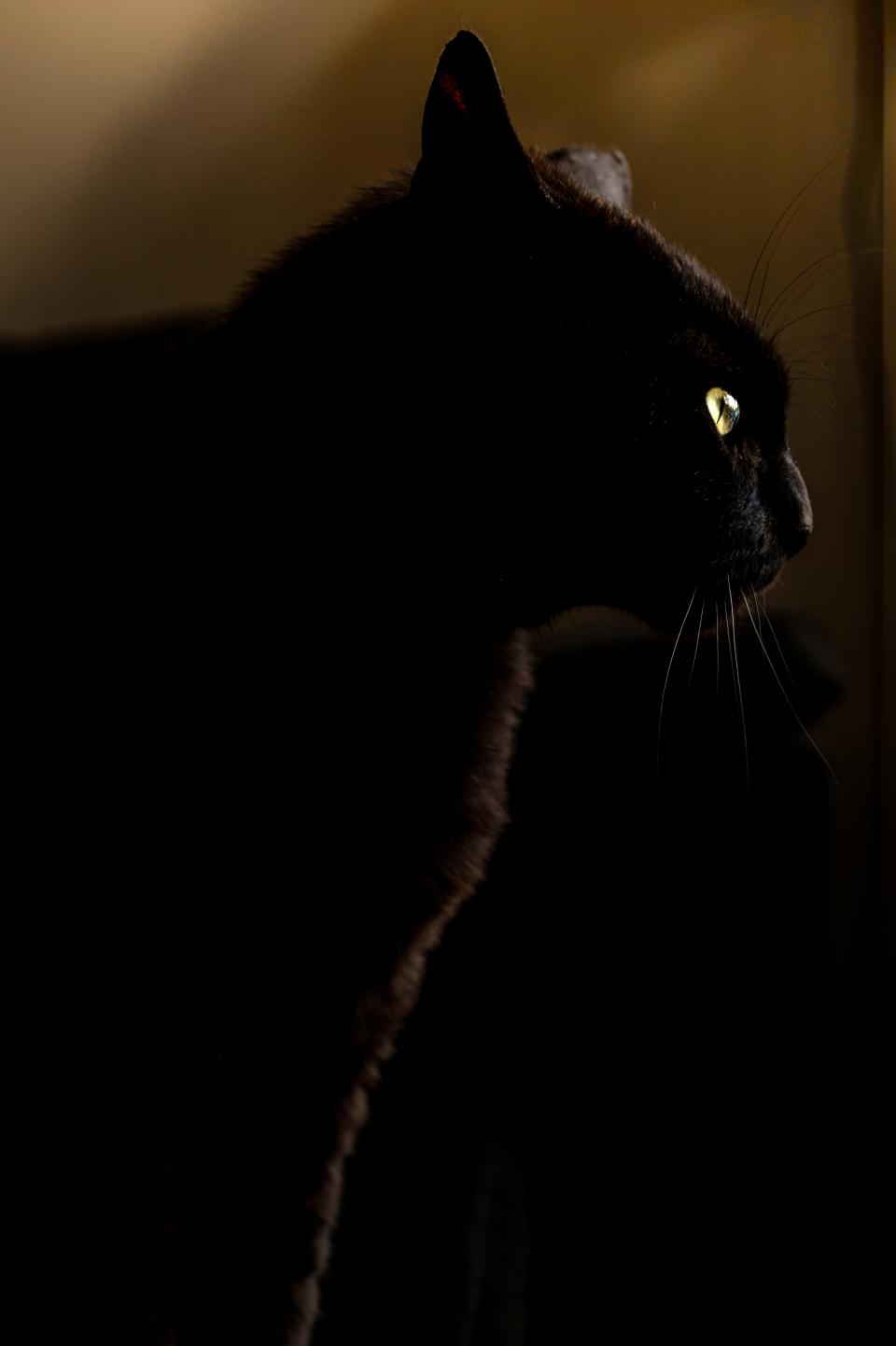 panther cat black animal 