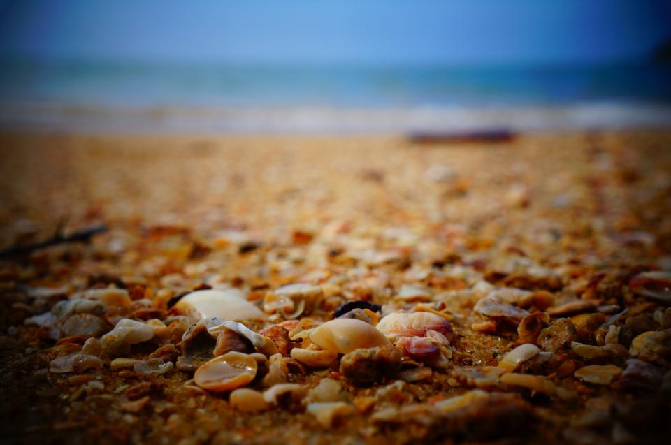 shore seashells sand ocean beach 