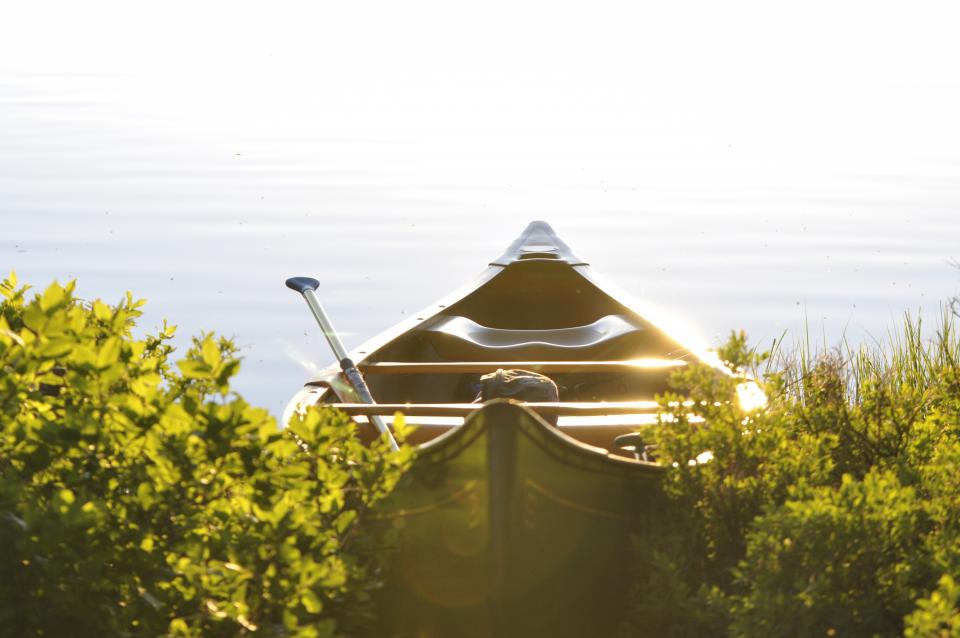water sunny paddle outdoors lake canoe bushes boat 