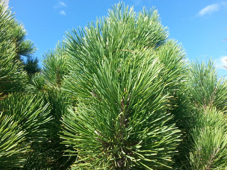 green, plants, sky