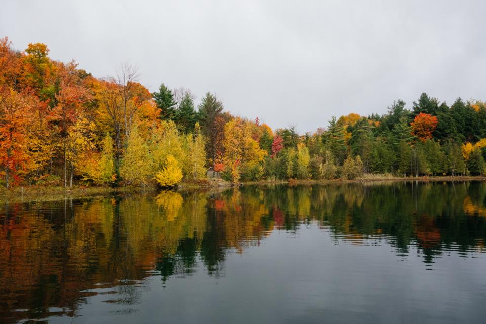 water trees outdoors nature leaves lake Fall colors autumn 