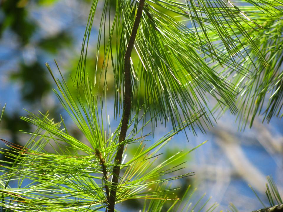 tree pines needles green  