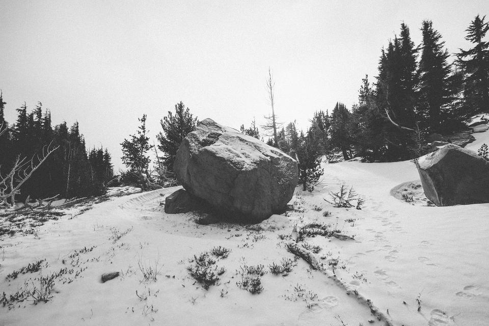 trees snow rock nature bolder 