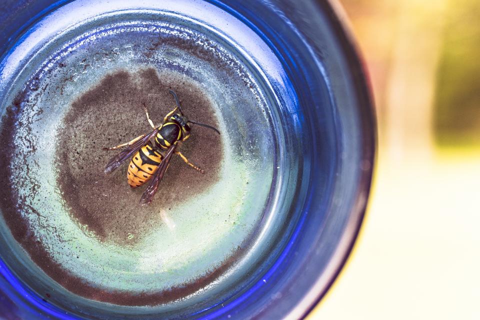 wasp insect glass blue bee 