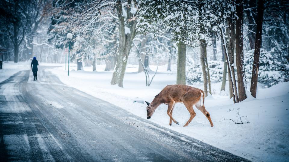 winter trees street snow road lampposts deer crossing 