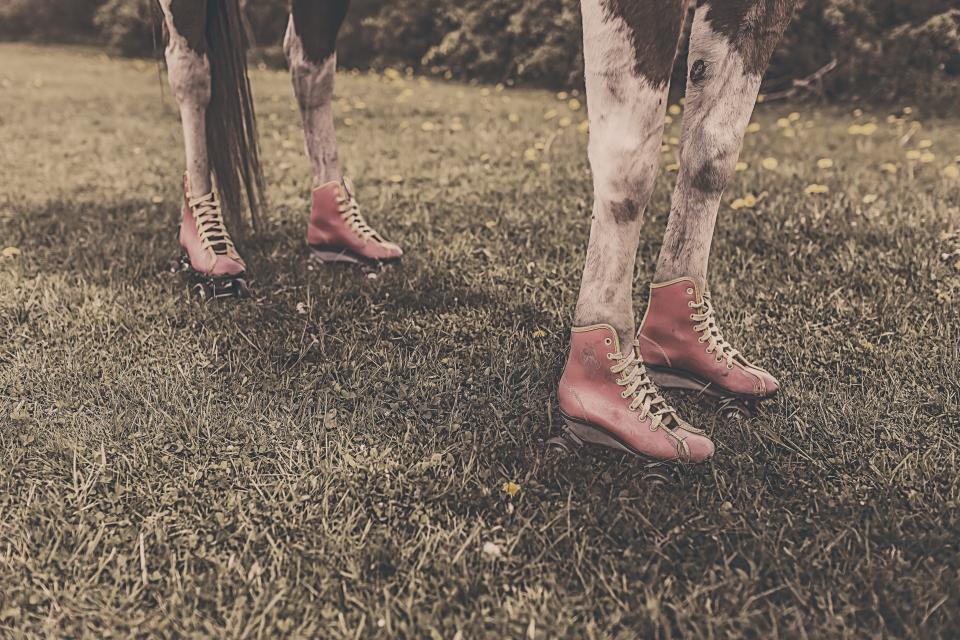 horse, animal, legs, shoes, grass