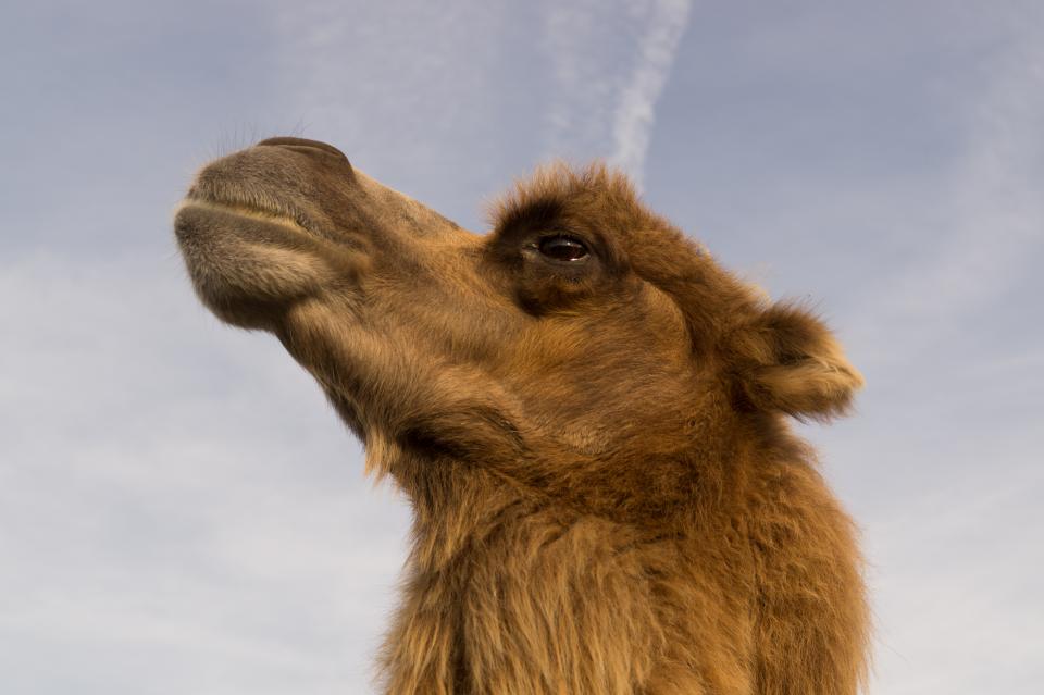 camel, animal