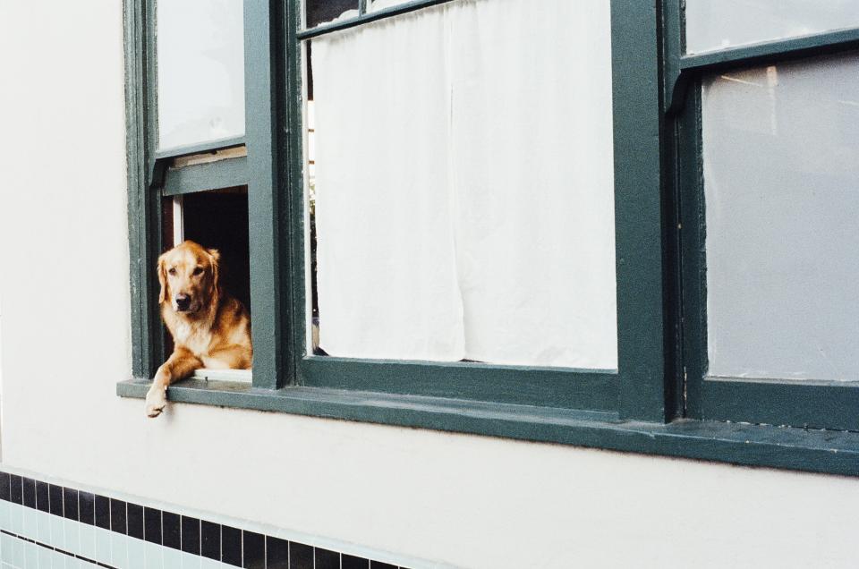 window house goldenretriever dog animal 