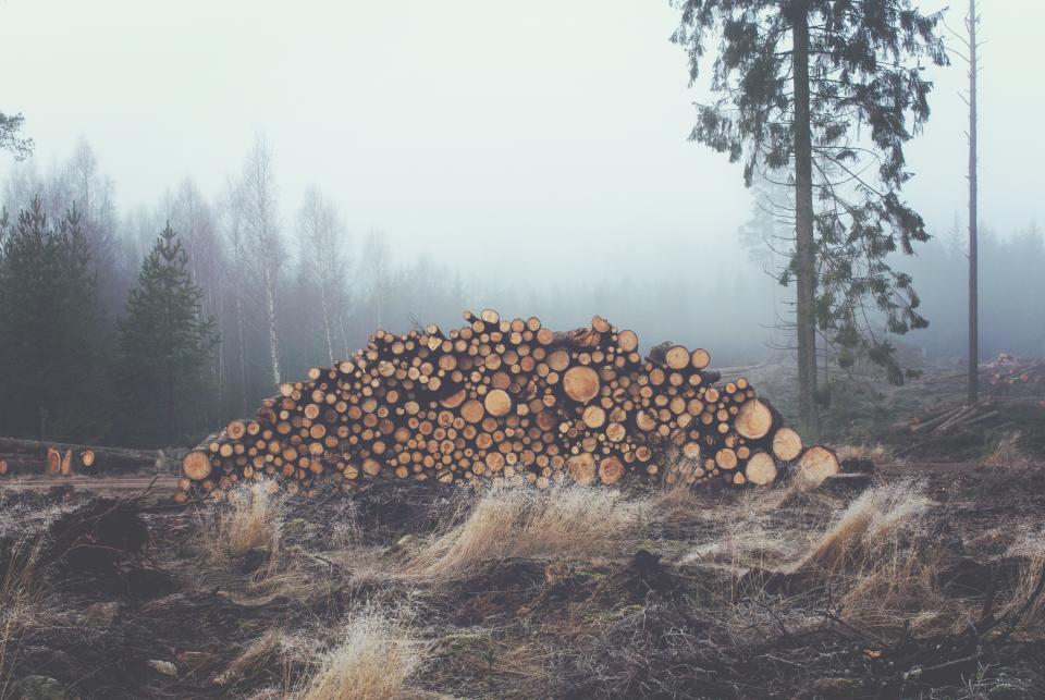 trees lumber logs haze grey grass fog fields 