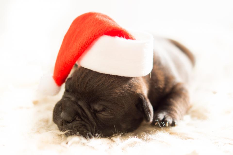 santa puppy pet hat dog christmas bulldog 