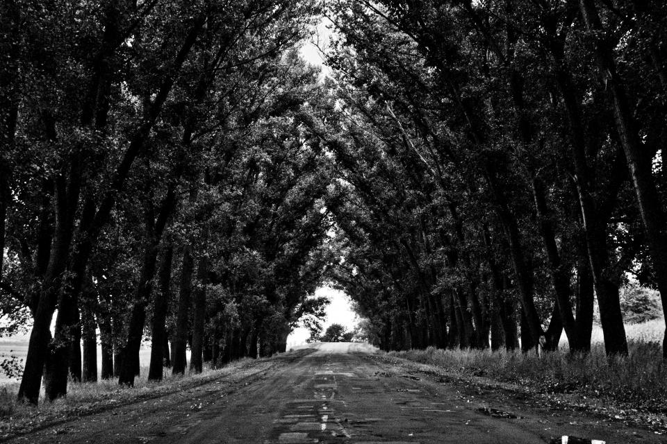 trees street road path blackandwhite 