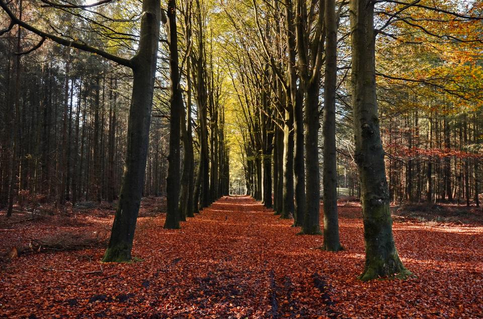 autumn, fall, trees, leaves, colors, forest, nature