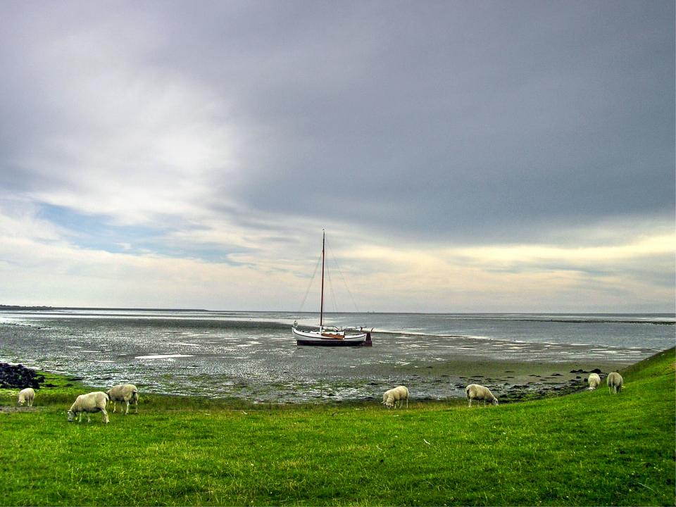 water sky sheep sea sailboat ocean grey grass field clouds animals 