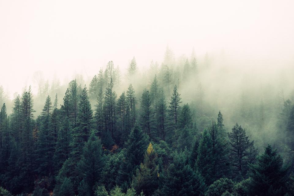 woods trees sky green forest foggy fog 