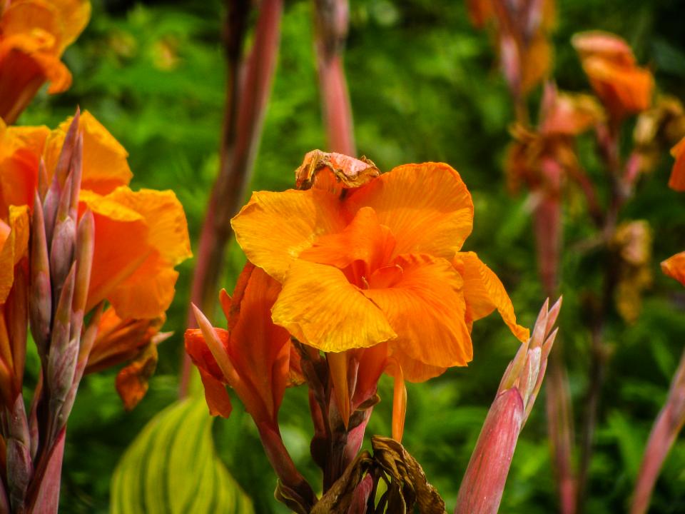 orange garden flowers 