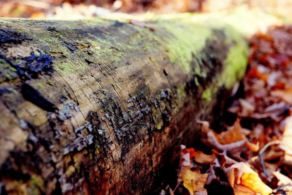 woods treetrunk nature leaves bark 