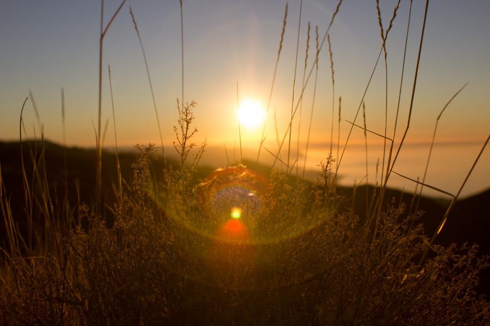 sunset, sunrays, sunlight, plants