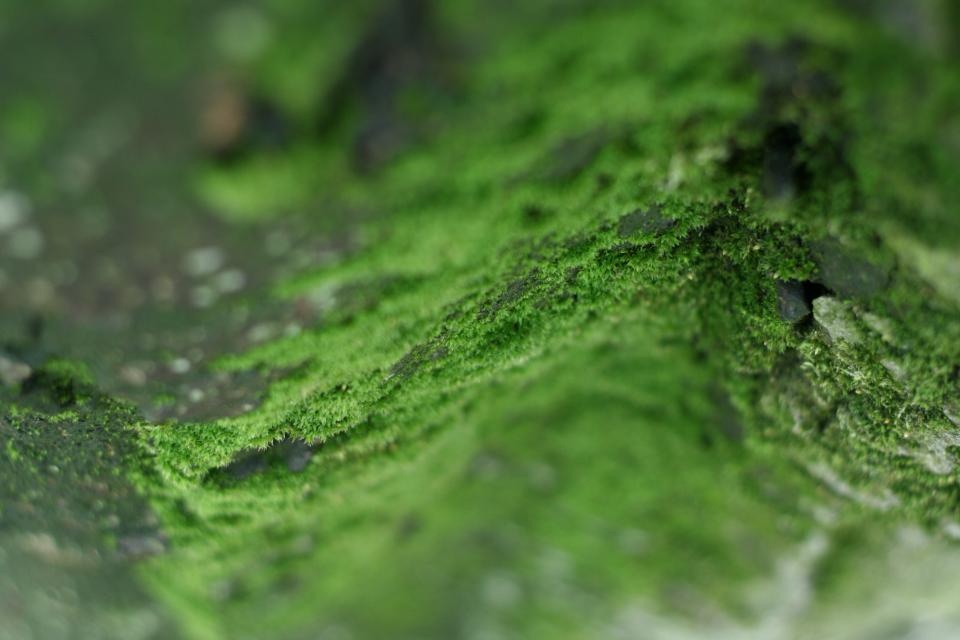 moss green 