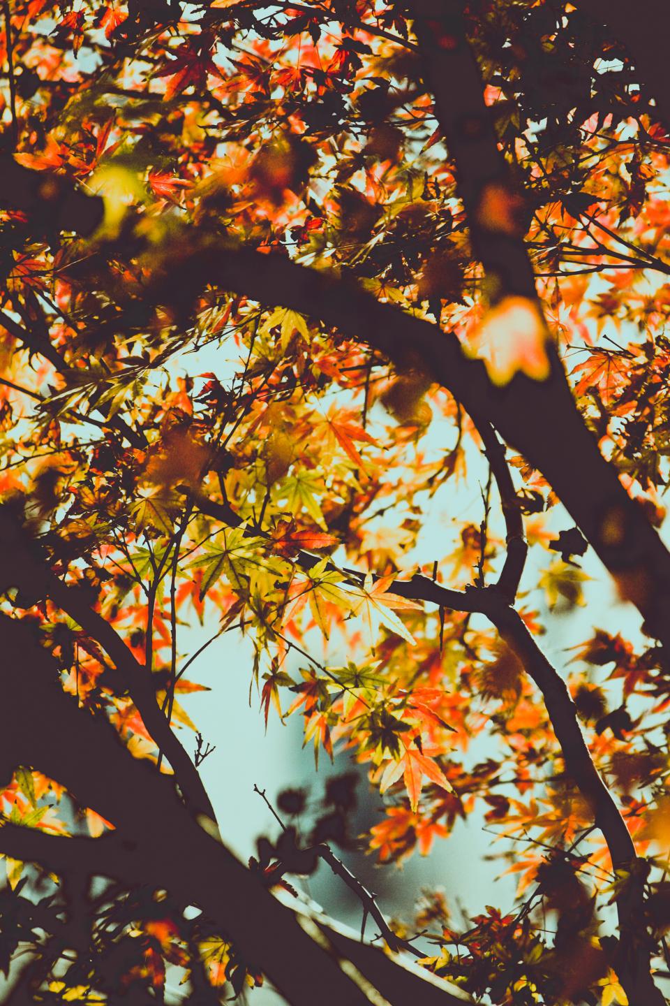 trees leaves colors branches autumn 