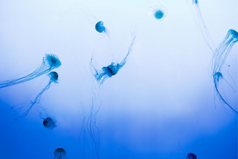 water tentacles sea jellyfish 