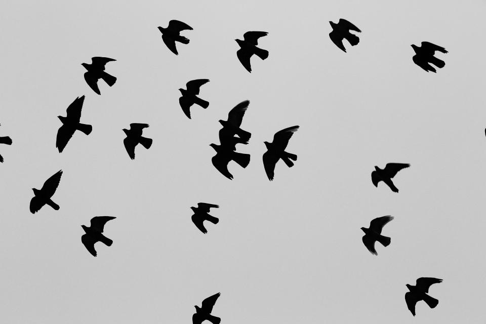 migrating flying flight black birds animals 