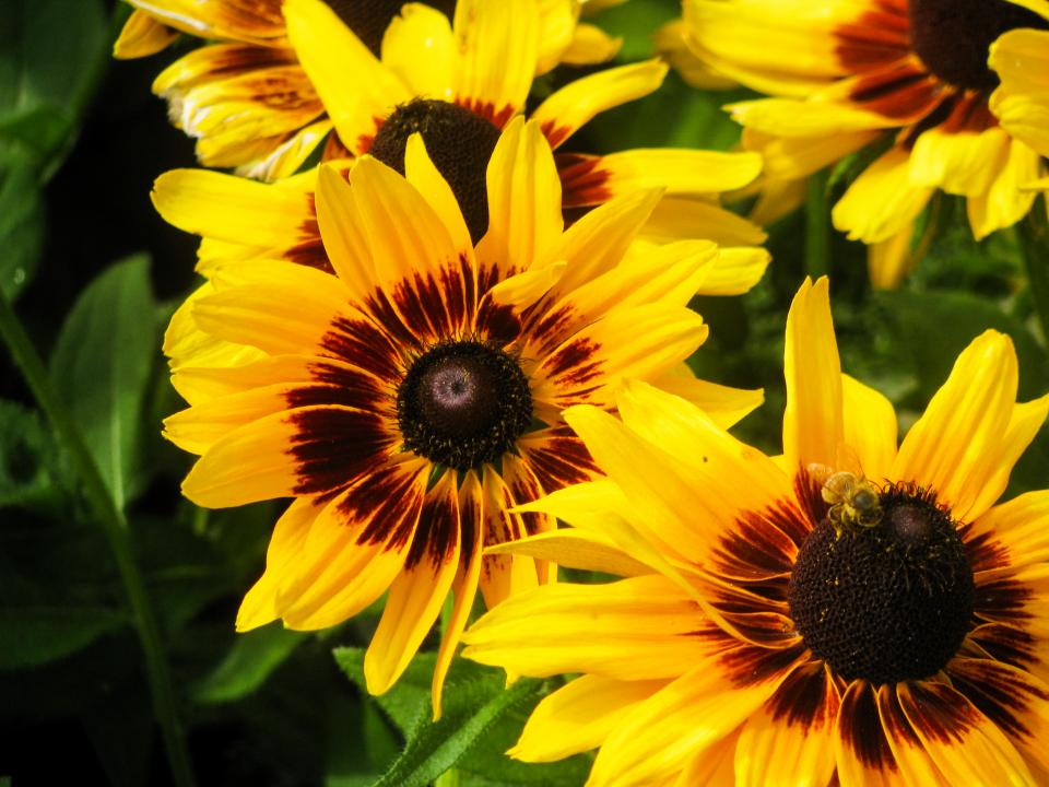 sunflowers plants garden 
