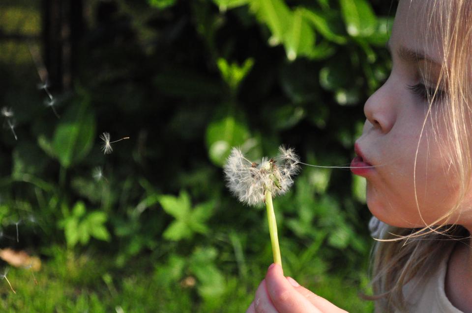 young girl flower dandelion child blowing 