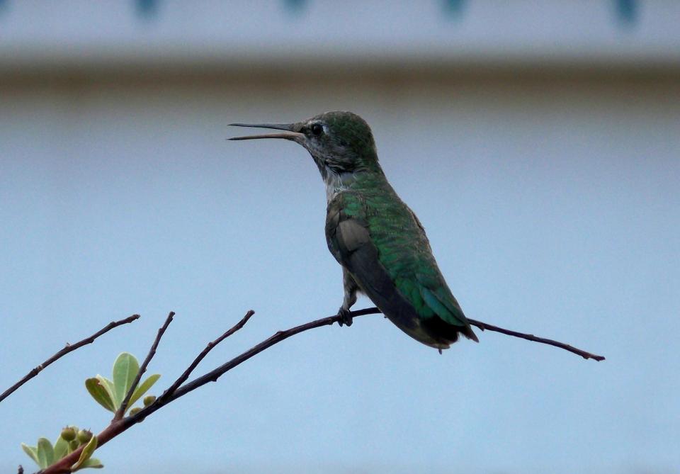 bird, beak, branch