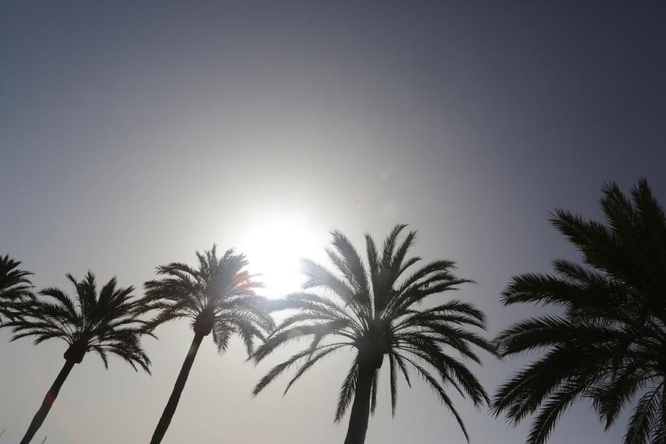 sun sky palmtrees 