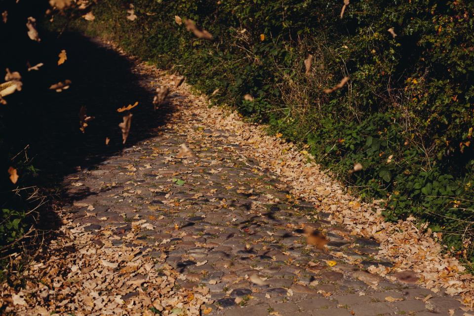 path leaves cobblestone bushes 