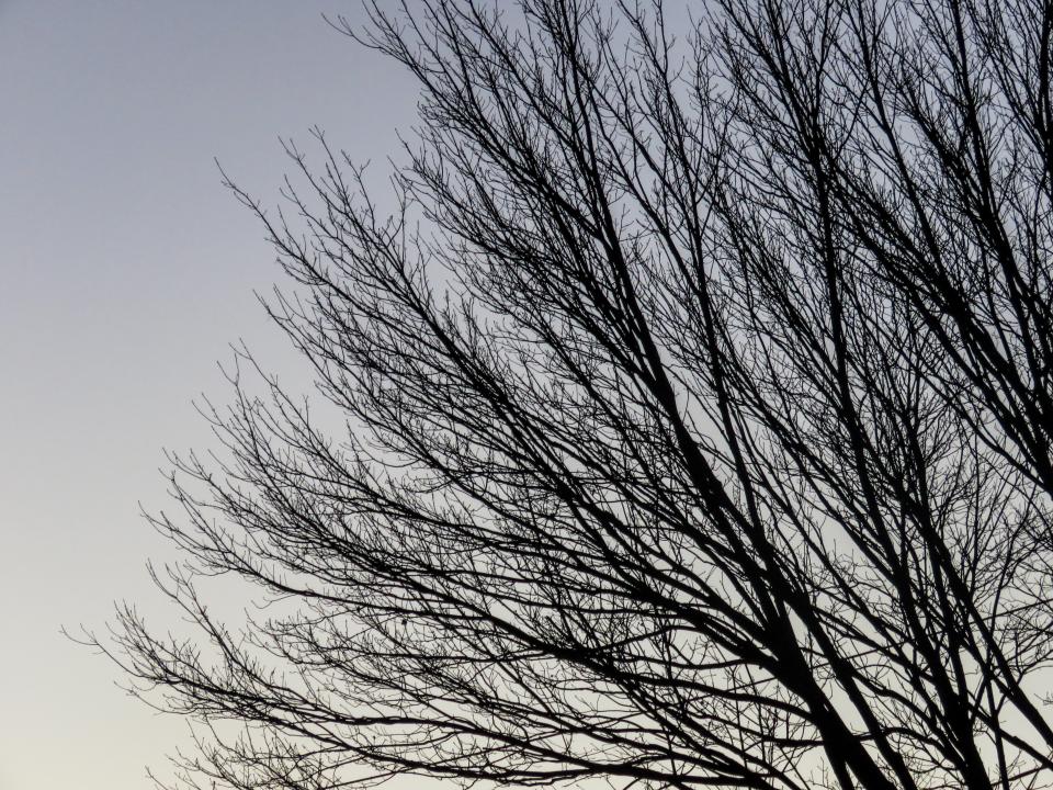 trees, branches, sky