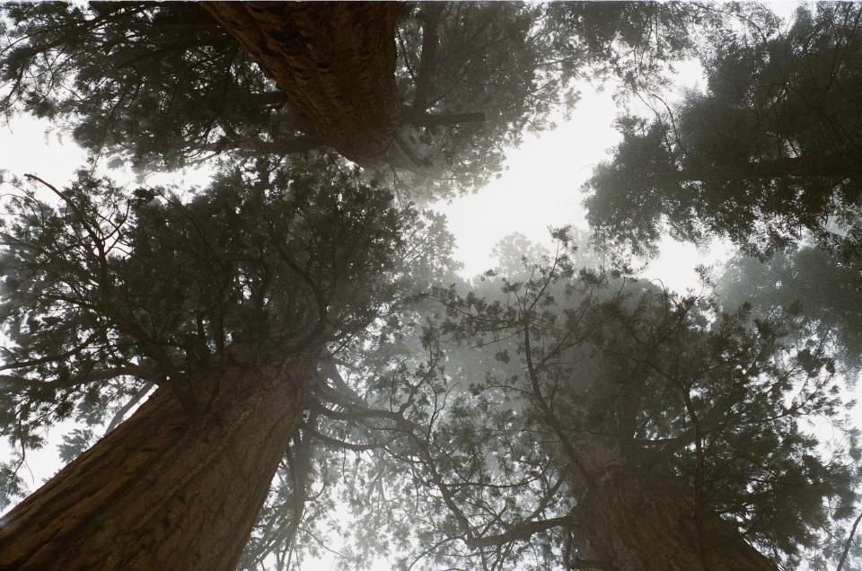 woods treetrunks trees sky bark 