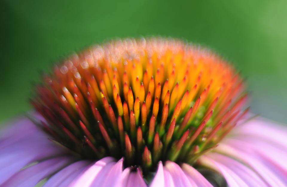 herbal flower echinacea bud 